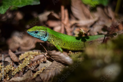 A green gecko in the wild