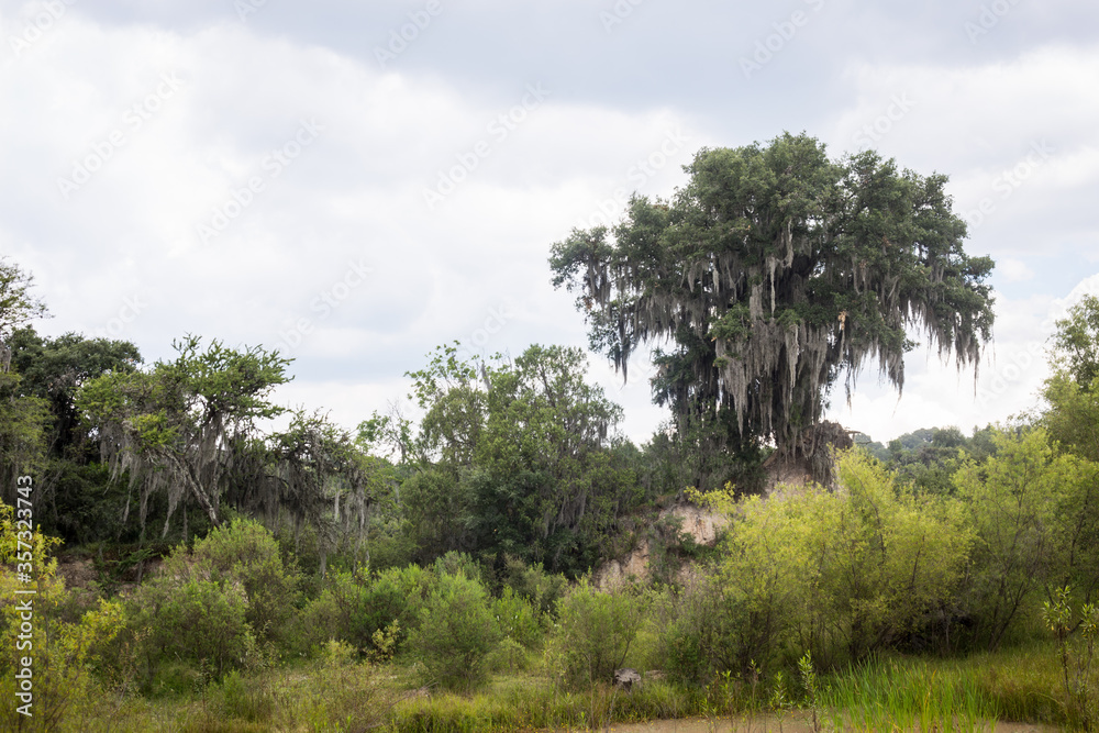 Amazing forest landscape with big hey tree Amazing forest landscape with big hey tree