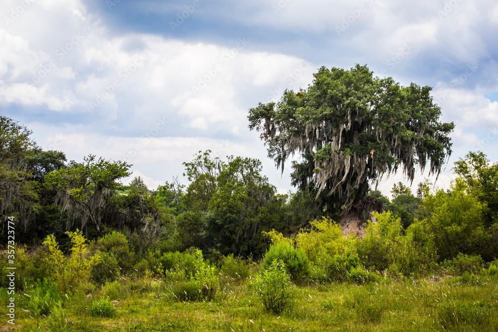 Amazing forest landscape with big hey tree