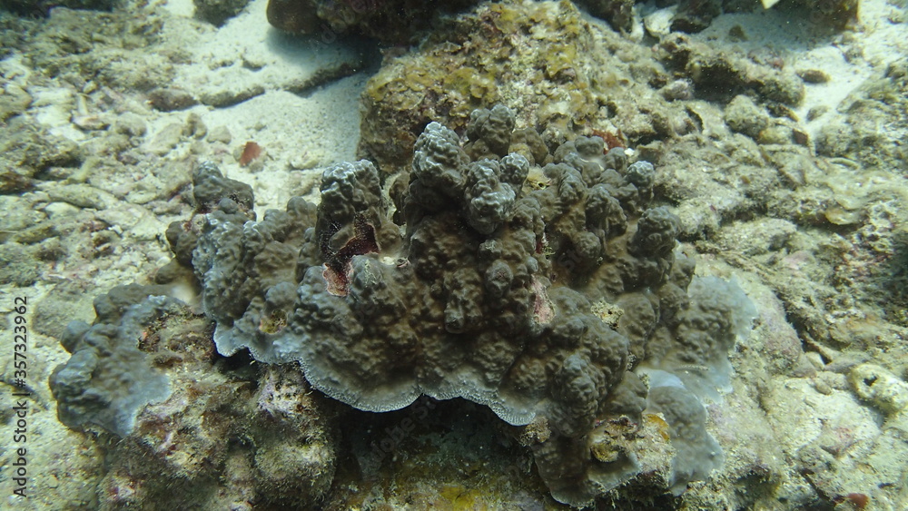 Coral found at coral reef area at Tioman island, Malaysia Coral found at coral reef area at Tioman island, Malaysia
