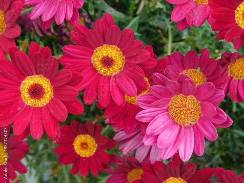 pink chrysanthemum flowers