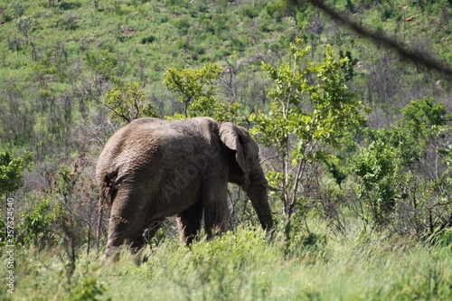 Rear view of an african elephant in the bush