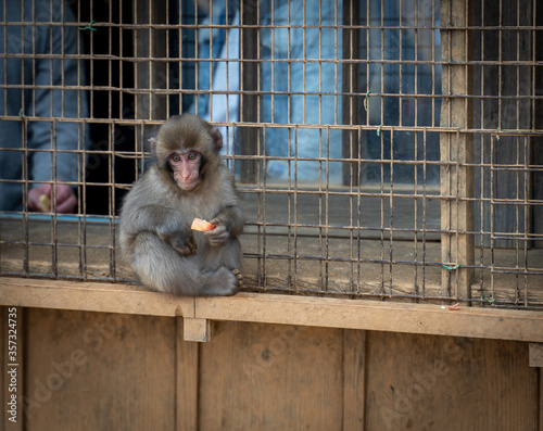 Baby macaque monkey enjoying an apple - Kyoto, Japan