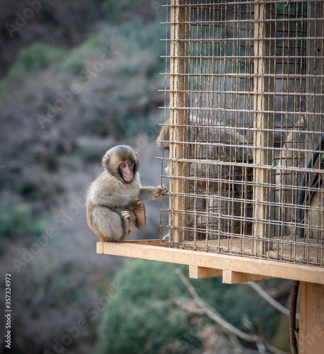 Baby macaque monkey enjoying an apple - Kyoto, Japan