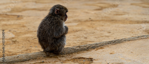 Macaque Monkey Preserve - Kyoto, Japan