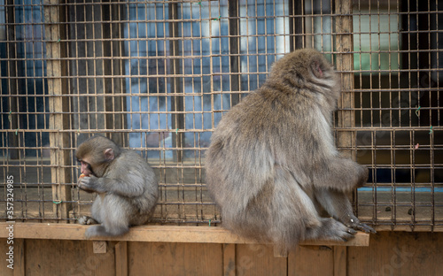Mother and Child at Macaque Monkey Preserve - Kyoto, Japan