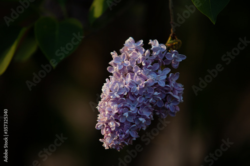  Lilac in the warm sutset light close up photo