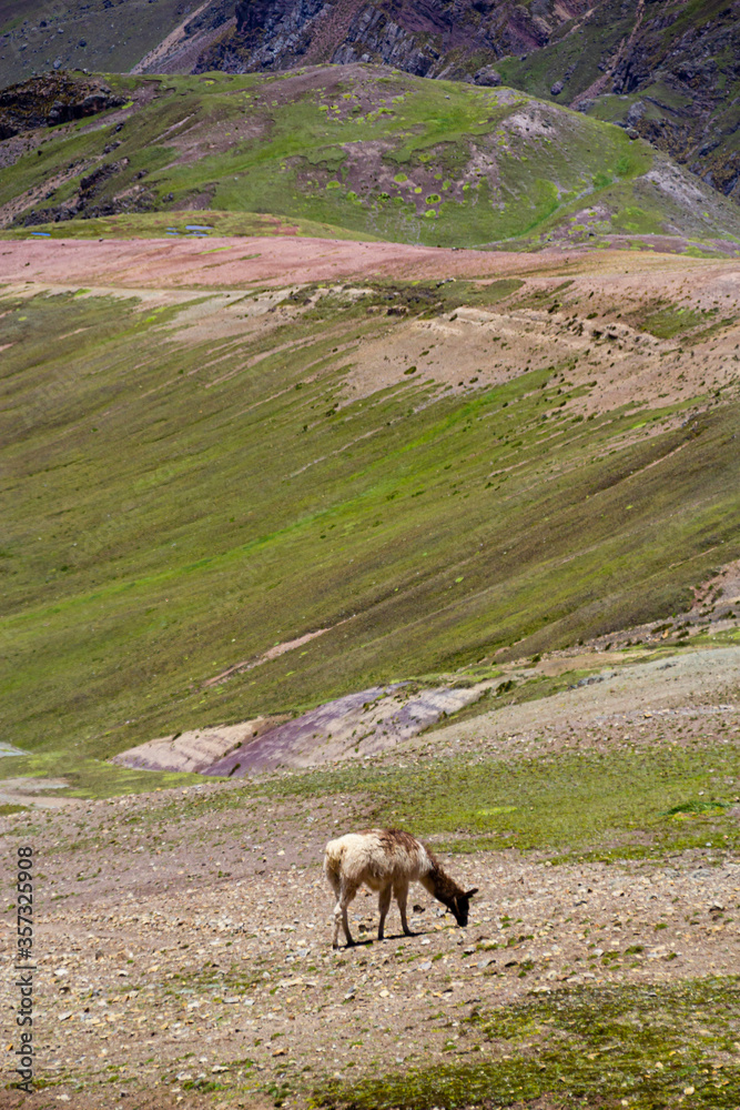 vicuña eating grass in the mountains of peru,vinicunca 
rainbow mountain