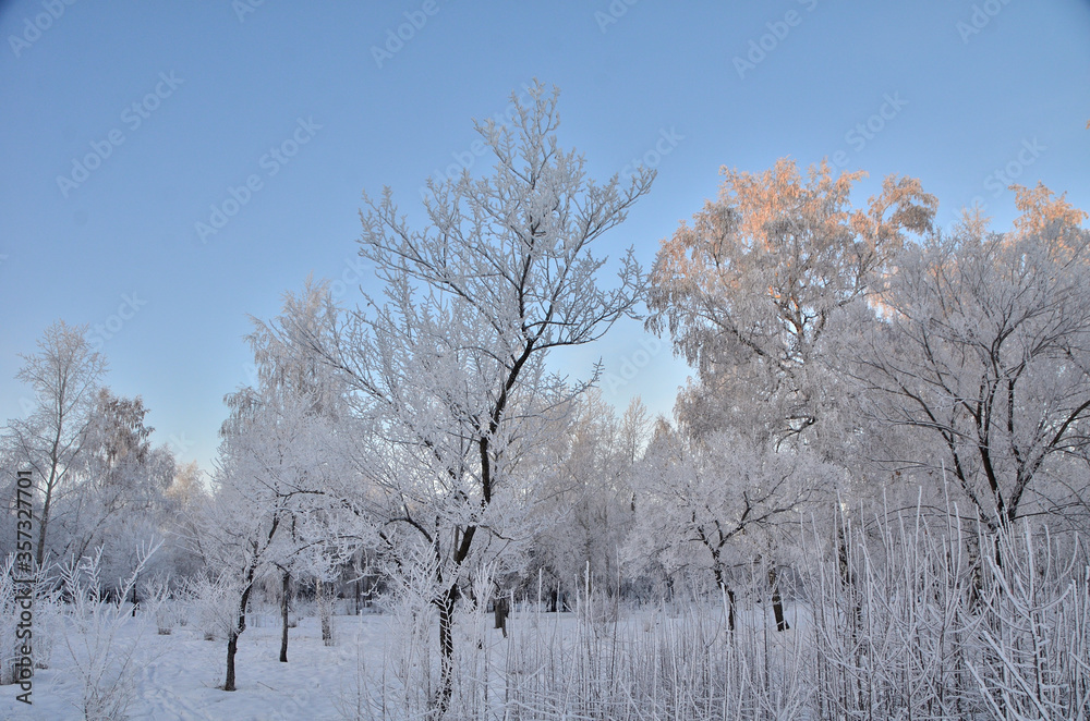 Trees covered with hoarfrost in the first rays of the sun Trees covered with hoarfrost in the first rays of the sun