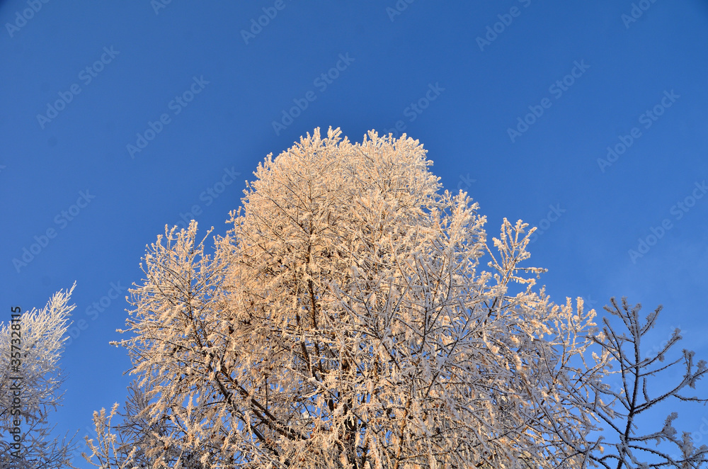 Trees covered with hoarfrost in the first rays of the sun Trees covered with hoarfrost in the first rays of the sun