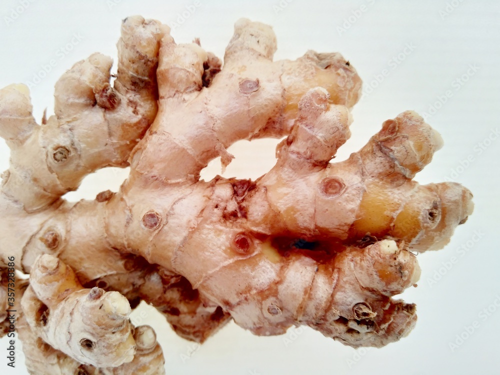 Bitter ginger with white background. Bitter ginger also called Zingiber zerumbet, awapuhi, shampoo ginger, lempuyang and pinecone ginger. Used as food flavoring and appetizers in various cuisines food