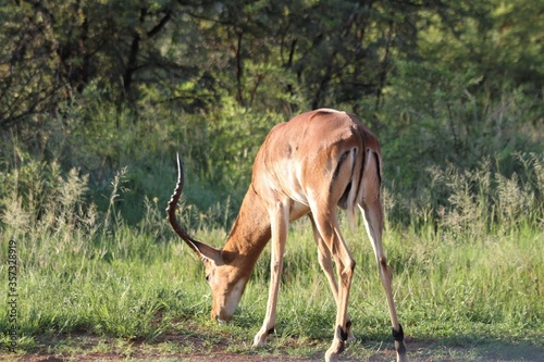 Фотография impala in the african bush eating grass