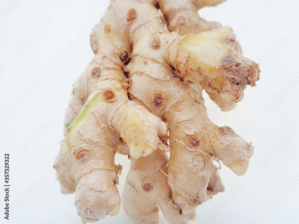 Bitter ginger with white background. Bitter ginger also called Zingiber zerumbet, awapuhi, shampoo ginger, lempuyang and pinecone ginger. Used as food flavoring and appetizers in various cuisines food Bitter ginger with white background. Bitter ginger also called Zingiber zerumbet, awapuhi, shampoo ginger, lempuyang and pinecone ginger. Used as food flavoring and appetizers in various cuisines food