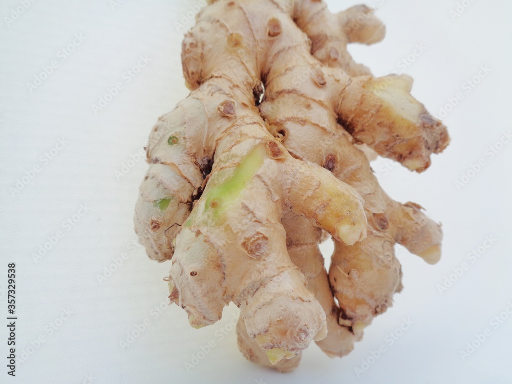 Bitter ginger with white background. Bitter ginger also called Zingiber