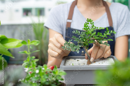 close up woman handing Potted plants bonsai tree