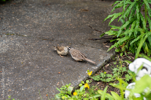 White‐crowned sparrow feeding its young. Vancouver BC Canada 