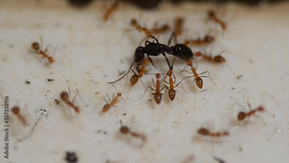 Close up of Red ants teamwork, Red ants help stalk the Black Ant remains, Use as food Close up of Red ants teamwork, Red ants help stalk the Black Ant remains, Use as food