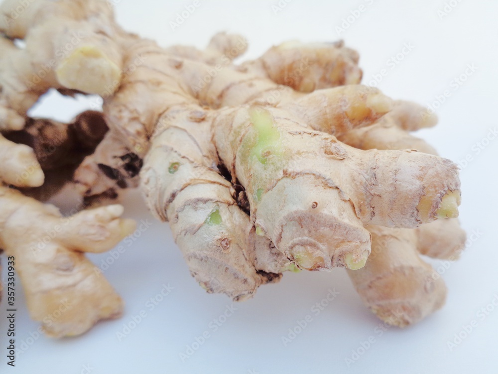Bitter ginger with white background. Bitter ginger also called Zingiber zerumbet, awapuhi, shampoo ginger, lempuyang and pinecone ginger. Used as food flavoring and appetizers in various cuisines food Bitter ginger with white background. Bitter ginger also called Zingiber zerumbet, awapuhi, shampoo ginger, lempuyang and pinecone ginger. Used as food flavoring and appetizers in various cuisines food