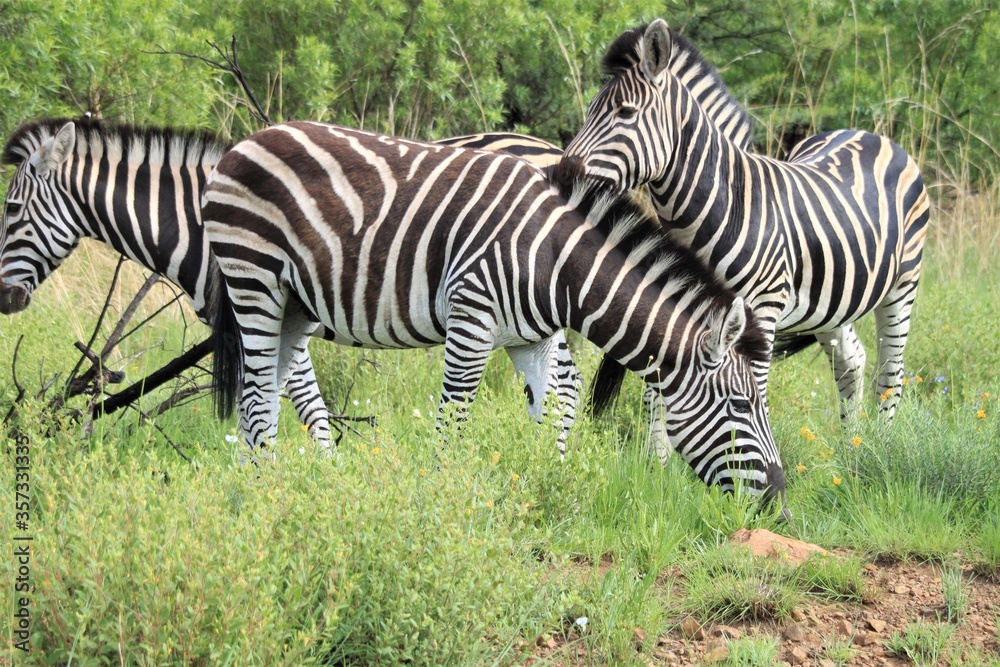Tree zebras hanging around in the savanna Tree zebras hanging around in the savanna