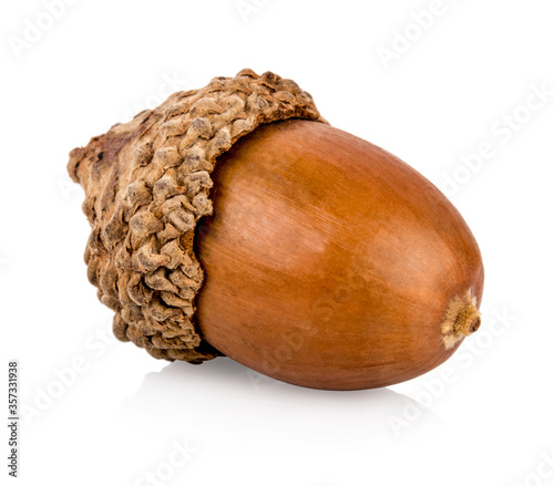 Dried acorn on a white background