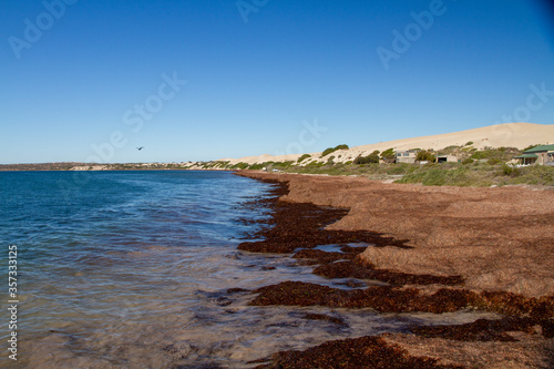 A beach covered in seaweed from a recent storm  South Australia