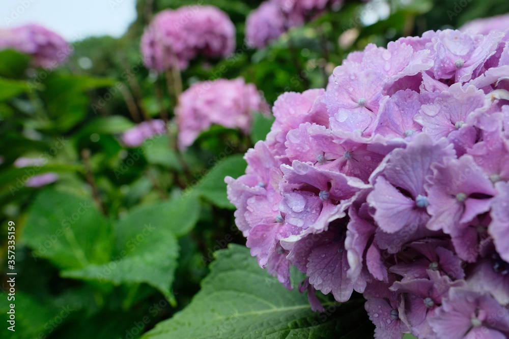 梅雨時の紫陽花。blooming colorful hydrangea, rainy season Japan