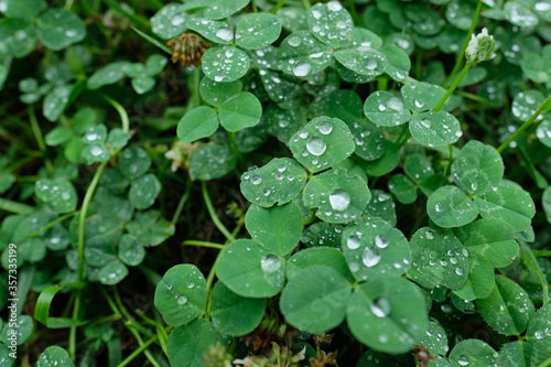 雨の後の野原のシロツメクサ。White clover or Trifolium repens in grass, spring time Japan