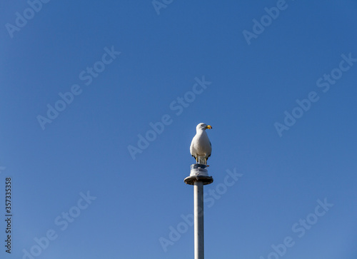 A large albatross or southern gull against a blue sky  South Australia