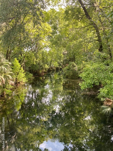 river in the forest