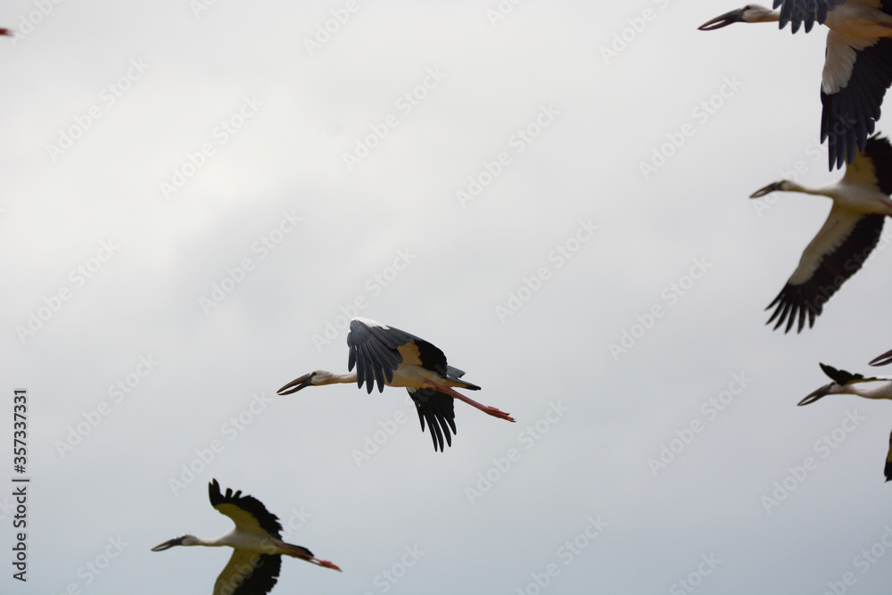 Fototapeta premium Anastomus oscitans is flying on the sky 