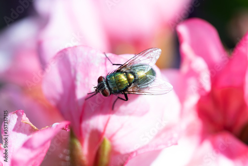 House Fly Outside