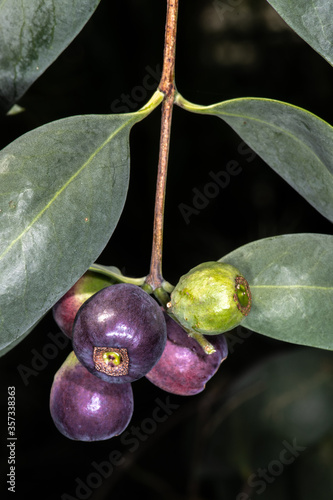 Fruits of Desert Quandong, Northern Sandalwood, or True Sandalwood (Santalum lanceolatum) photo