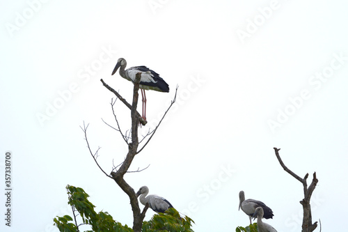 Anastomus oscitans is on a branch