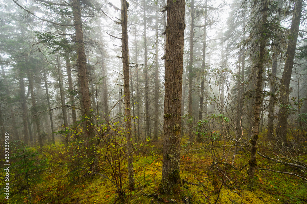 Pine forest is on the mountain under foggy weather in winter.