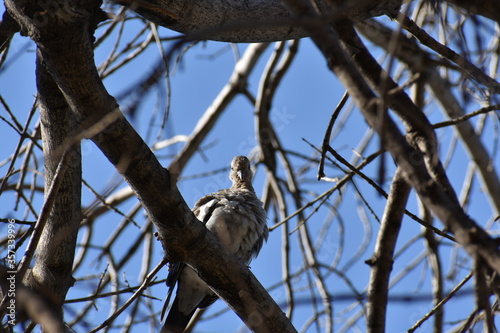 Bird II.