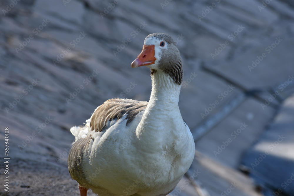 Duck V. Duck V.
