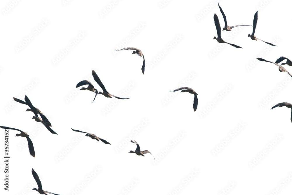 Obraz premium a flock of Lesser Whistling Duck is flying