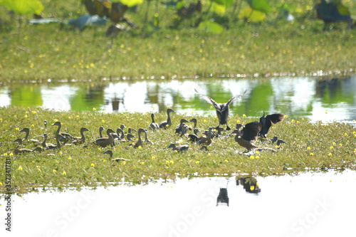 a flock of Lesser Whistling Duck on a water grass