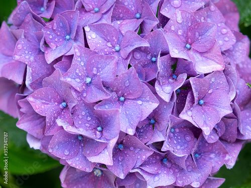 雨上がりのアジサイの花