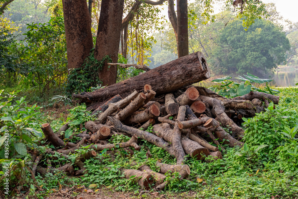 Pile or heap of cut tree trunks on the ground or soil at Indian Botanic Garden located at Shibpur, Howrah, West Bengal, India Pile or heap of cut tree trunks on the ground or soil at Indian Botanic Garden located at Shibpur, Howrah, West Bengal, India
