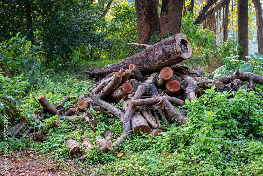 Pile or heap of cut tree trunks on the ground or soil at Indian Botanic Garden located at Shibpur, Howrah, West Bengal, India Pile or heap of cut tree trunks on the ground or soil at Indian Botanic Garden located at Shibpur, Howrah, West Bengal, India