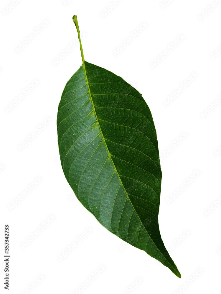 Obraz premium hoja de nogal
