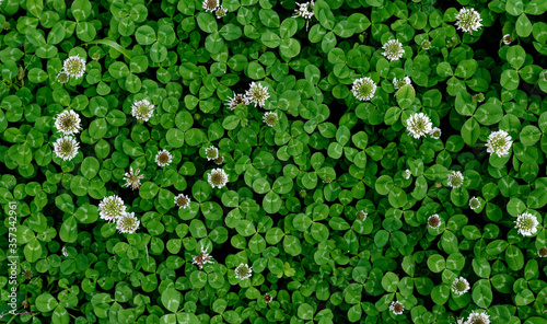 A patch of clover spotted with white flowers