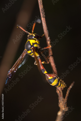Close up image of yellow paper wasp on a twig
