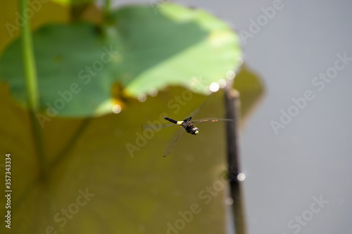 蓮池の上を飛ぶコシアキトンボ。前方斜め上から撮影。