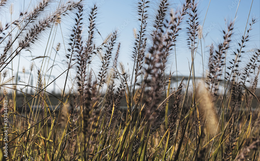 Fototapeta premium Selective focus on tall blades of golden grass on a clear summer afternoon with a arched bridge in the background