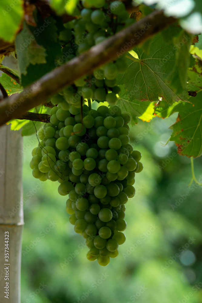 Bunch of grapes in the shape of the african continent