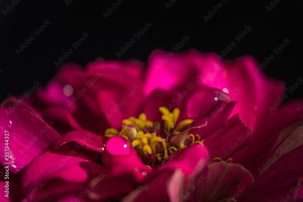 Beautiful image of pink zinnia flower head in close up and isolated on black background Beautiful image of pink zinnia flower head in close up and isolated on black background