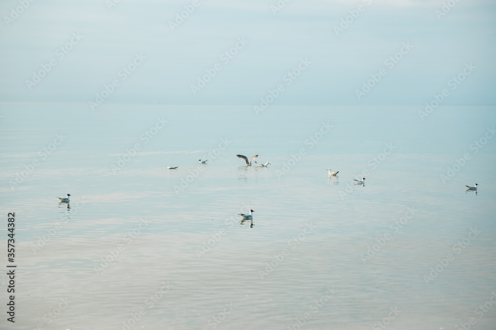 Seagull birds at the coast of Baltic sea in Poland