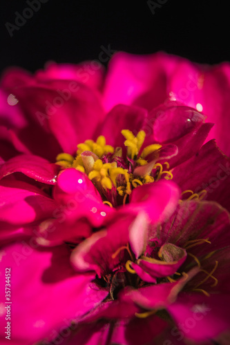 Beautiful image of pink zinnia flower head in close up and isolated on black background